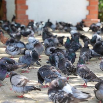 Palomas