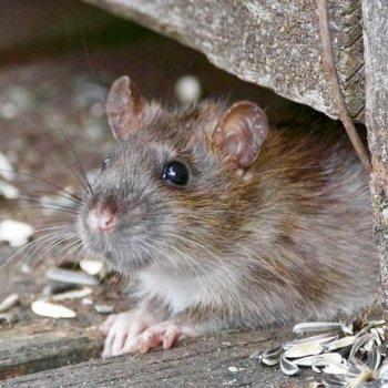 Ratas